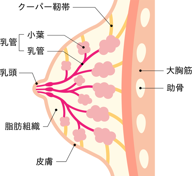 バストの構造